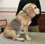 Beagle,nu alweer 15jr,krijgt al 6 jaar acupunctuur en homeopathie bew.probl,urineincontinentie en tumoren.
